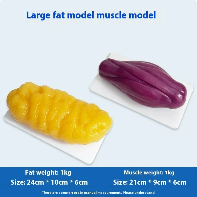 Nutrition Fitness And Health - Répliques de Muscles et Graisses Humains